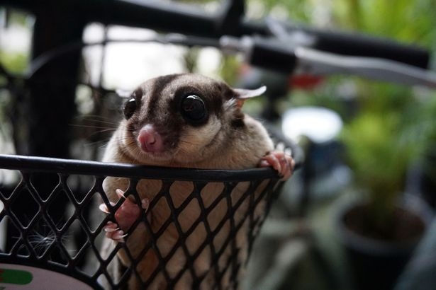 Yes, sugar gliders can be expensive.