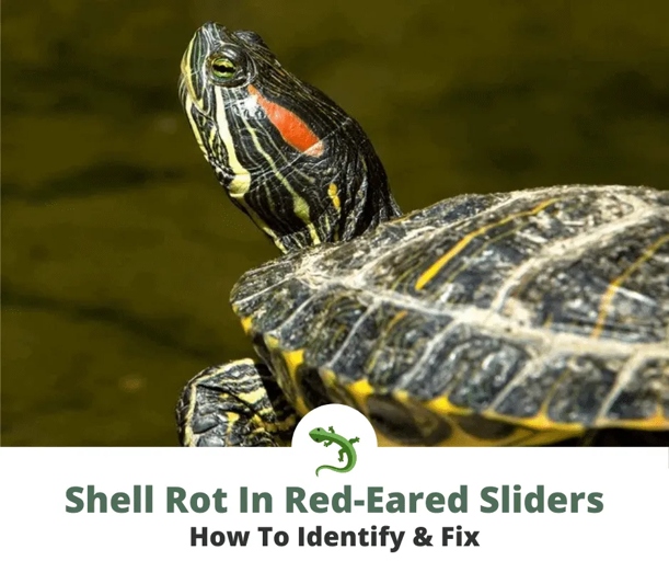 Yes, turtles can get ick, which is a common name for the disease shell rot.