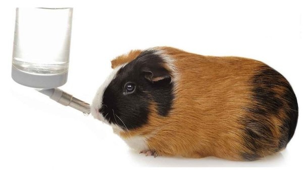Yes, you can make your guinea pig drink water by adding it to their food or giving them water through a syringe.