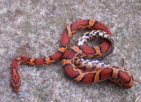 Yes, you can stop corn snakes from musking by following these tips.