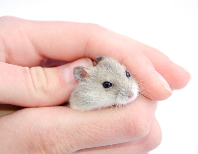 You are not holding the hamster correctly.