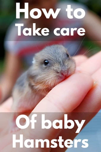 You can choose to wear gloves when handling newborn hamsters, but it is not necessary.