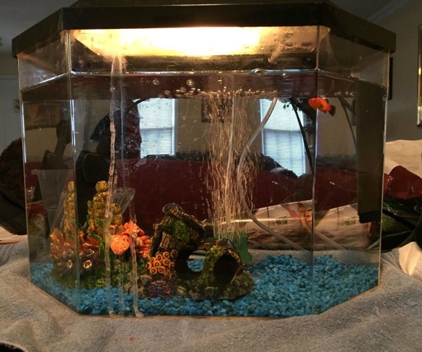 You can easily run multiple fish tanks on one filter by following these four steps.