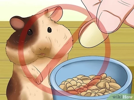 You can introduce new foods to your hamster by offering small pieces of the food you are eating.