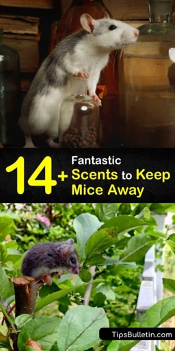 You can keep mice away by using a rodent repellent.