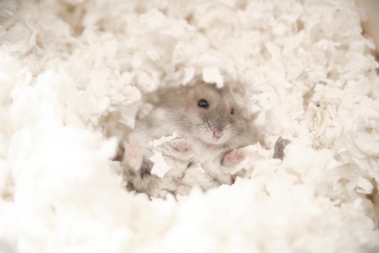 You can keep your hamster and your home safe by using hamster-safe bedding.