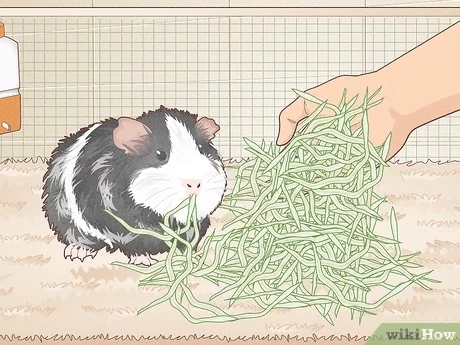 You need accurate measuring tools to avoid overfeeding your guinea pig.