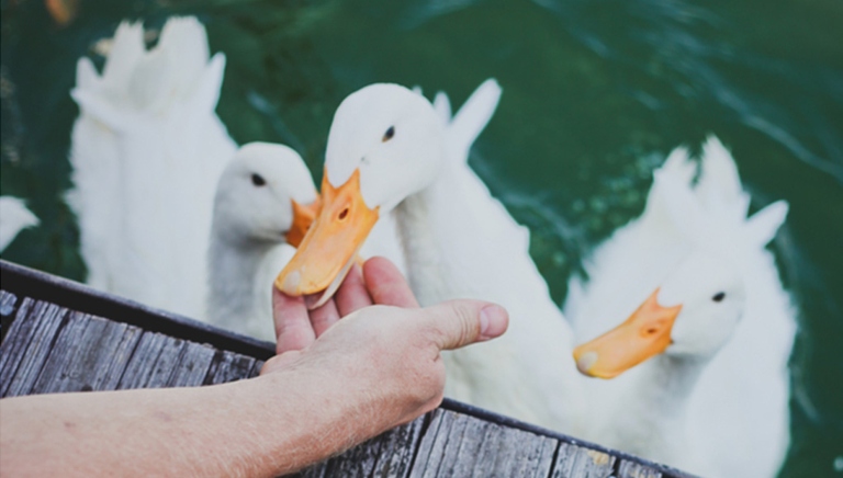 You should buy as many ducks as you want, but be aware that they may be aggressive and bite.