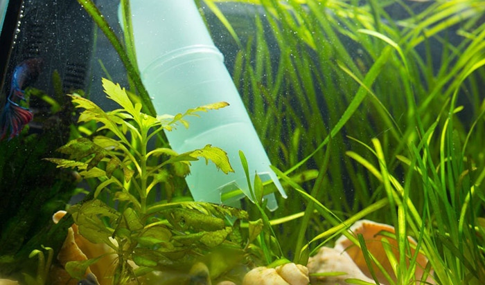You should clean fish poop out of your freshwater tank as often as possible.