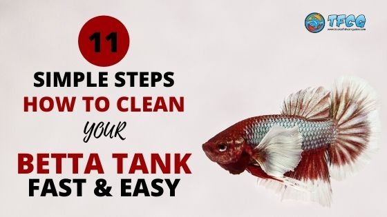 You should clean your betta fish's tank at least once a week.