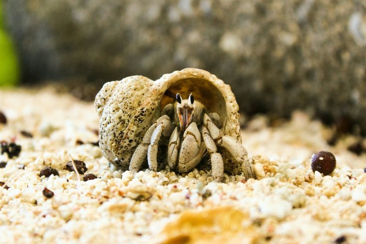 You should leave at least two shells inside your hermit crab enclosure.