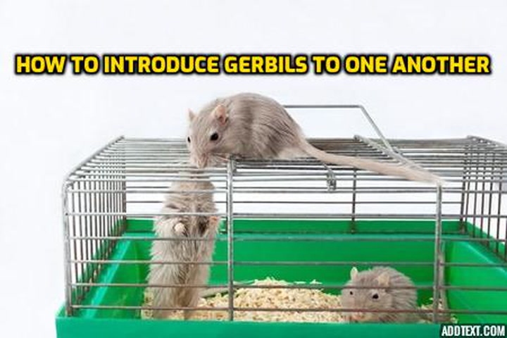 You should not try to introduce gerbils without a split cage.