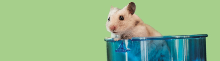 You should take care of your hamster by cleaning its cage and providing fresh food and water.
