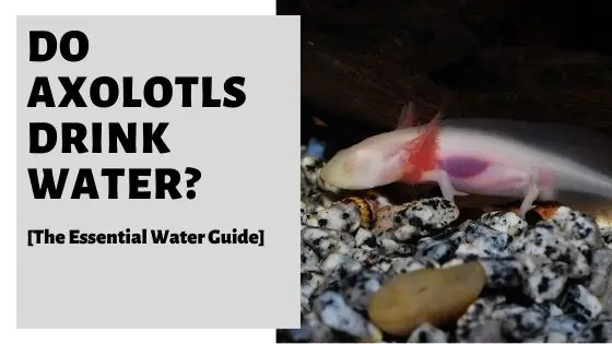 You should use dechlorinated water for your axolotl.
