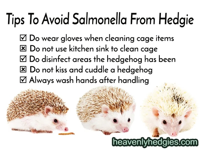 You should wash your hands after handling a hedgehog.