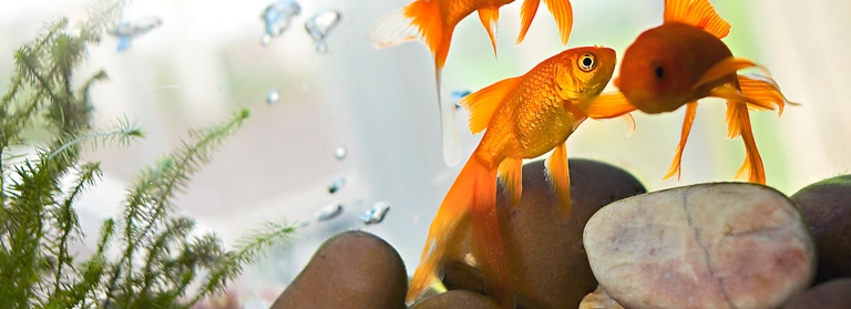 You will need to purchase fish food and an aquarium to keep your fish in.