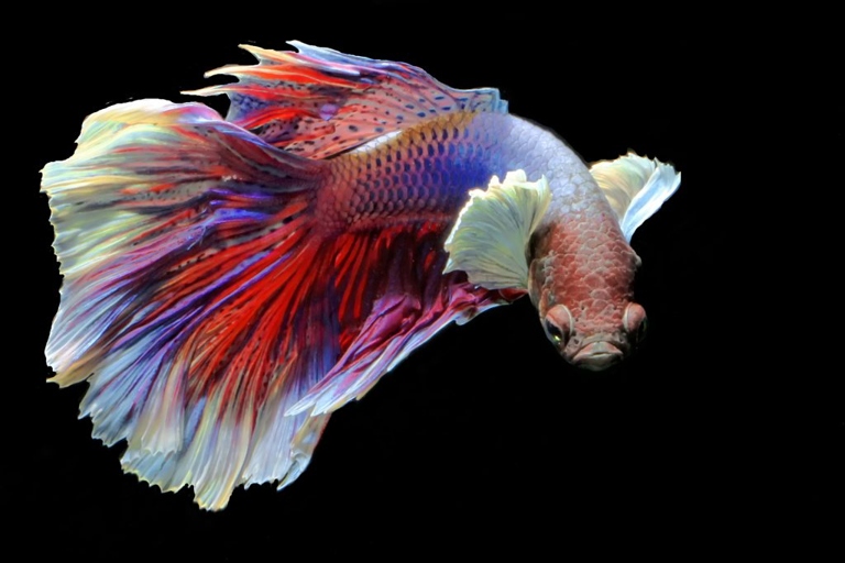 You will need to remove and transfer your betta fish from their tank every two to three weeks.