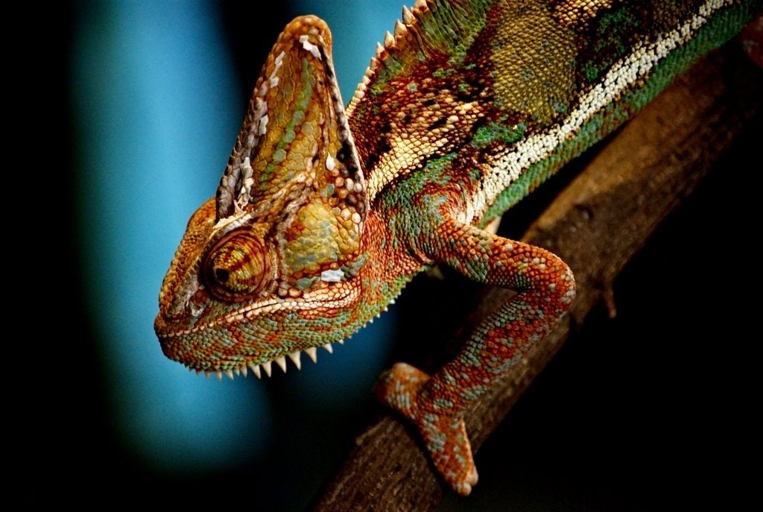 Young chameleons do this more often because they are trying to regulate their body temperature.