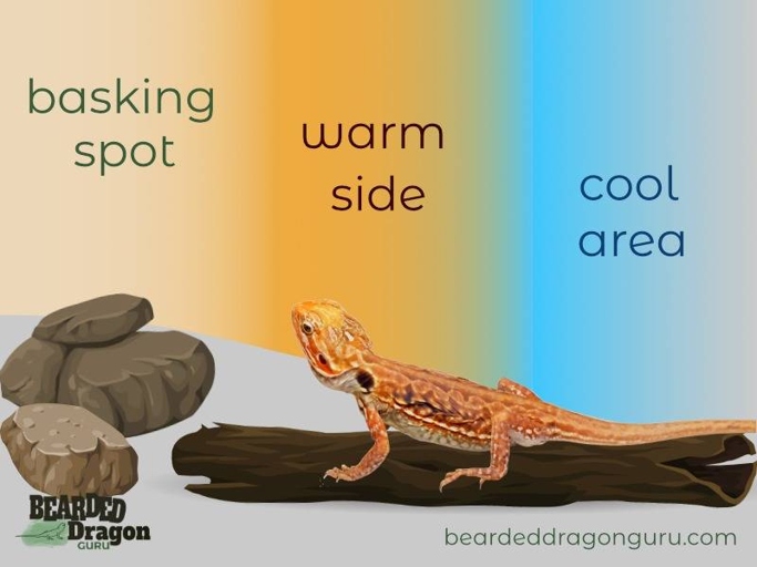 Your Bearded Dragon's tank should be set up with a basking spot that has a temperature between 95 and 110 degrees.