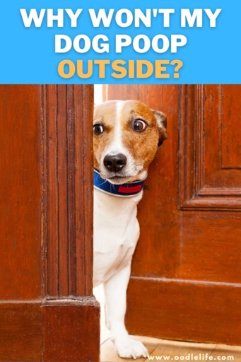 Your dog may not want to go outside to poop because they are afraid of the outdoors.