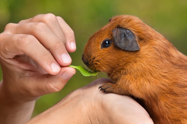 Your guinea pig might need some time to get used to you.