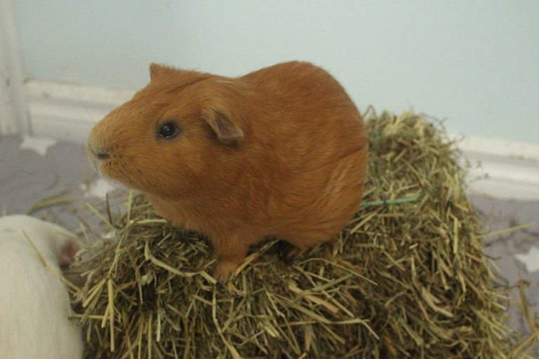 Your guinea pig needs fresh water available at all times and should drink about 1/4 to 1/2 a cup daily.